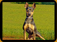 Pinscher Miniatura