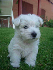West Highland White Terrier 