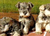  SCHNAUZER MINIATURA