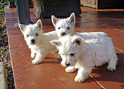  WEST HIGHLAND WHITE TERRIER