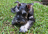 perros de raza SCHNAUZER MINIATURA